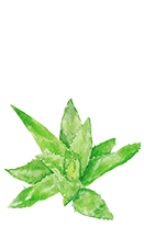 Aloe Barbadensis