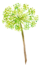 Angelica Archangelica (Angelica) root Extract