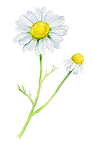 Anthemis Nobilis (Roman Chamomile extract)