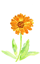 Calendula Officinalis (Calendula) Extract