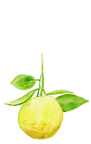 Citrus Paradisi (Grapefruit) Oil