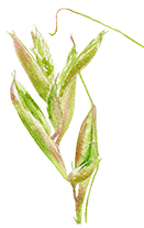 Cymbopogon Schoenanthus (Lemongrass extract)