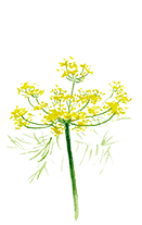 Foeniculum Vulgare (Fennel oil)