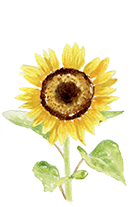 Helianthus Annuus Seed Oil