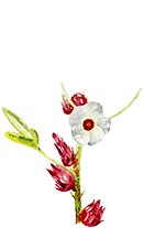 Hibiscus Sabdariffa (Hibiscus extract)