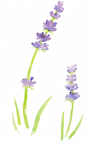 Lavandula Angustifolia (Lavender Oil)