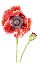 Papaver Orientale Seed (Poppy extract)