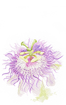 Passiflora Incarnata (Passion) Flower Extract