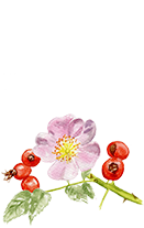 Rosa Canina (Rosehip extract)