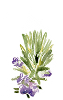 Rosmarinus Officinalis (Rosemary extract)