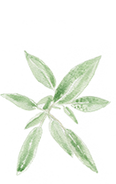 Salvia Officinialis (Sage extract)