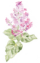 Salvia Sclarea (Clary extract)