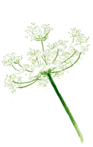 Sambucus Nigra (Elder) Flower Extract
