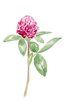 Trifolium Pratense (Clover) Flower Extract
