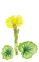 Tussilago Farfara (Coltsfoot extract)