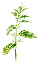 Urtica Diocia (Nettle extract)